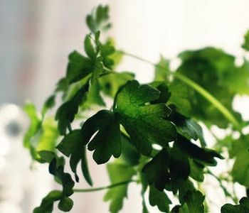 In the age-old debate about cilantro, Ina Garten recently came out as against the herb. Where do you stand?