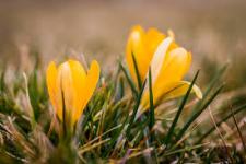 Spring officially begins on March 20, but what is really the first sign of Spring for you?