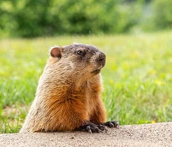 Groundhog Day is this Sunday, February 2. Do you believe in the groundhog's prediction?
